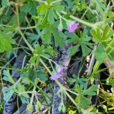 Geranium solanderi (Native Geranium) at Symonston, ACT - 22 Sep 2021 by Mike