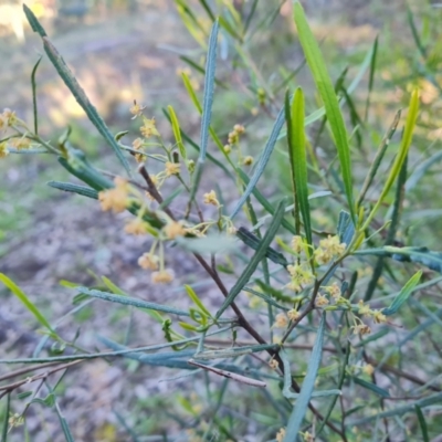 Dodonaea viscosa subsp. angustissima (Hop Bush) at Mount Mugga Mugga - 22 Sep 2021 by Mike