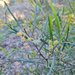 Dodonaea viscosa subsp. angustissima (Hop Bush) at Symonston, ACT - 22 Sep 2021 by Mike