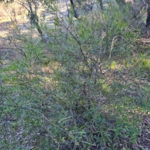 Dodonaea viscosa subsp. angustissima at Symonston, ACT - 22 Sep 2021 03:44 PM