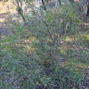 Dodonaea viscosa subsp. angustissima at Symonston, ACT - 22 Sep 2021