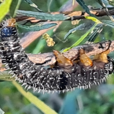 Perga sp. (genus) (Sawfly or Spitfire) at Symonston, ACT - 22 Sep 2021 by Mike