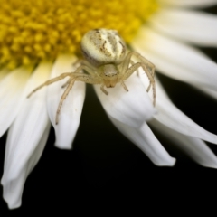 Lehtinelagia prasina (Leek-green flower spider) at Majura, ACT - 21 Sep 2021 by trevsci