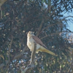 Falco cenchroides (Nankeen Kestrel) at Holt, ACT - 22 Sep 2021 by wombey