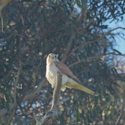 Falco cenchroides (Nankeen Kestrel) at Molonglo River Reserve - 22 Sep 2021 by wombey