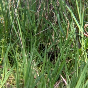 Anas superciliosa at Thurgoona, NSW - suppressed