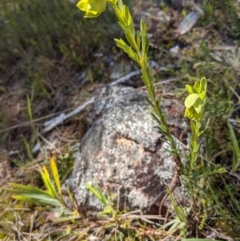 Pimelea linifolia (Slender Rice Flower) at Mount Ainslie - 22 Sep 2021 by abread111