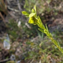 Pimelea linifolia at Majura, ACT - 22 Sep 2021