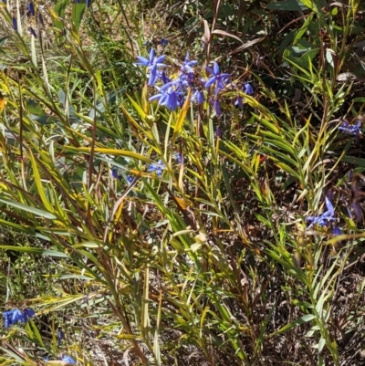 Stypandra glauca (Nodding Blue Lily) at Majura, ACT - 22 Sep 2021 by abread111