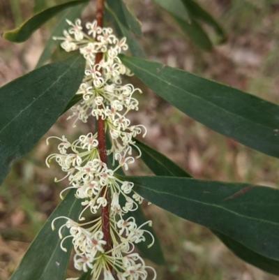 Hakea salicifolia (Willow-leaved Hakea) at Albury - 22 Sep 2021 by Darcy