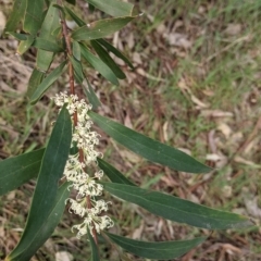 Hakea salicifolia at Thurgoona, NSW - 22 Sep 2021 11:39 AM