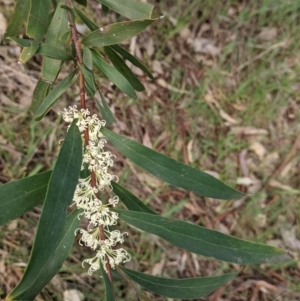 Hakea salicifolia at Thurgoona, NSW - 22 Sep 2021