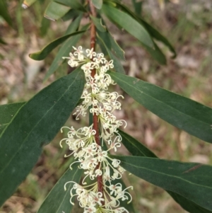 Hakea salicifolia at Thurgoona, NSW - 22 Sep 2021 11:39 AM