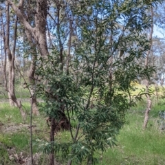 Hakea salicifolia at Thurgoona, NSW - 22 Sep 2021 11:39 AM