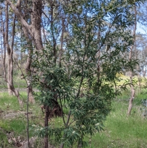 Hakea salicifolia at Thurgoona, NSW - 22 Sep 2021 11:39 AM