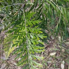 Grevillea robusta (Silky Oak) at Corry's Wood - 22 Sep 2021 by Darcy