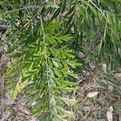 Grevillea robusta (Silky Oak) at Albury - 22 Sep 2021 by Darcy