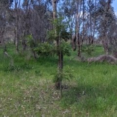 Grevillea robusta at Thurgoona, NSW - 22 Sep 2021 11:42 AM