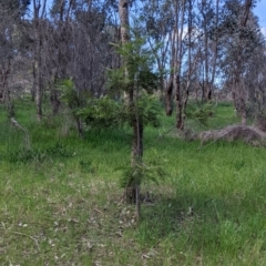 Grevillea robusta at Thurgoona, NSW - 22 Sep 2021