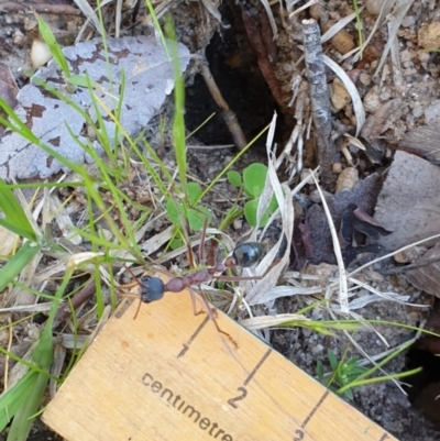 Myrmecia nigriceps (Black-headed bull ant) at Kaleen, ACT - 22 Sep 2021 by Rixon