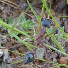 Myrmecia nigriceps at Kaleen, ACT - suppressed