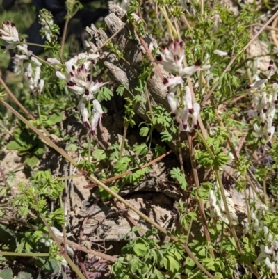 Fumaria capreolata (White Fumitory) at Ainslie, ACT - 22 Sep 2021 by abread111