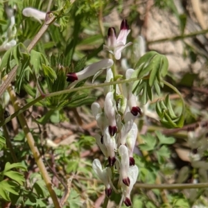 Fumaria capreolata at Ainslie, ACT - 22 Sep 2021