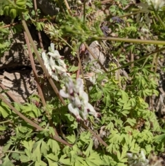 Fumaria capreolata at Ainslie, ACT - 22 Sep 2021