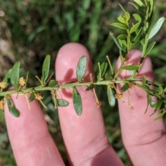 Acacia acinacea (Gold Dust Wattle) at Corry's Wood - 22 Sep 2021 by Darcy