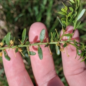 Acacia acinacea at Thurgoona, NSW - 22 Sep 2021