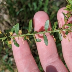 Acacia acinacea at Thurgoona, NSW - 22 Sep 2021 11:46 AM