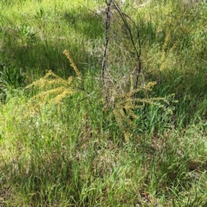 Acacia acinacea at Thurgoona, NSW - 22 Sep 2021