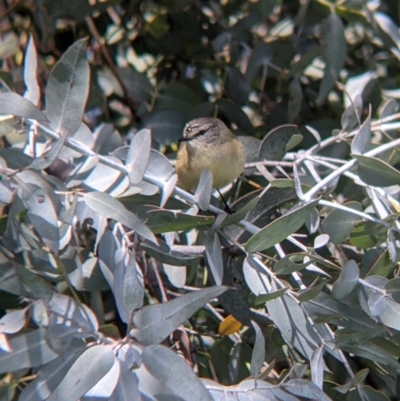 Acanthiza chrysorrhoa (Yellow-rumped Thornbill) at Thurgoona, NSW - 22 Sep 2021 by Darcy