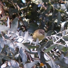 Acanthiza chrysorrhoa at Thurgoona, NSW - 22 Sep 2021