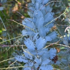 Acacia baileyana (Cootamundra Wattle, Golden Mimosa) at Thurgoona, NSW - 22 Sep 2021 by Darcy