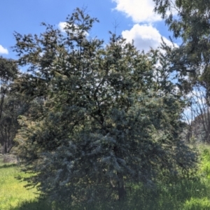 Acacia baileyana at Thurgoona, NSW - 22 Sep 2021