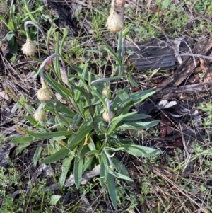 Podolepis jaceoides at Denman Prospect, ACT - 21 Sep 2021