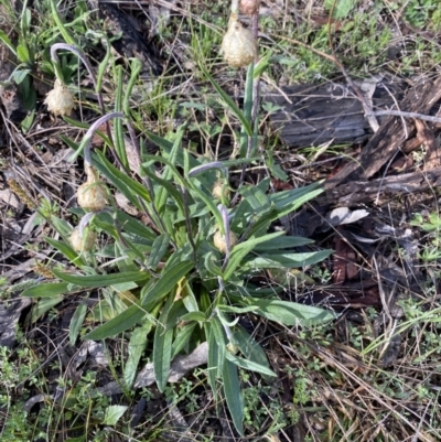 Podolepis jaceoides (Showy Copper-wire Daisy) at Denman Prospect, ACT - 21 Sep 2021 by mcosgrove