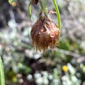 Podolepis jaceoides at Denman Prospect, ACT - 21 Sep 2021