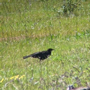 Corcorax melanorhamphos at Thurgoona, NSW - 22 Sep 2021