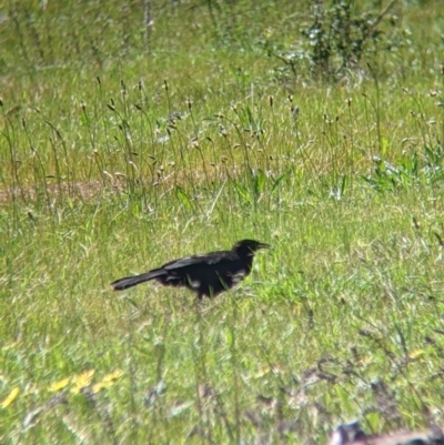 Corcorax melanorhamphos (White-winged Chough) at Albury - 22 Sep 2021 by Darcy