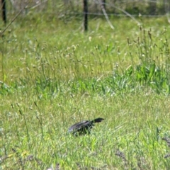 Corcorax melanorhamphos at Thurgoona, NSW - 22 Sep 2021