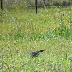 Corcorax melanorhamphos at Thurgoona, NSW - 22 Sep 2021 11:57 AM