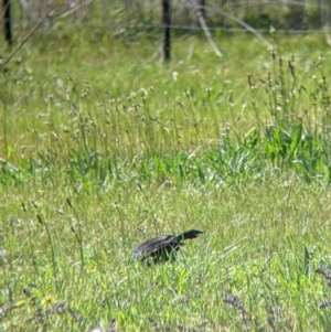 Corcorax melanorhamphos at Thurgoona, NSW - 22 Sep 2021 11:57 AM