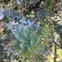 Acacia baileyana (Cootamundra Wattle, Golden Mimosa) at Corry's Wood - 22 Sep 2021 by Darcy