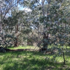 Acacia baileyana at Thurgoona, NSW - 22 Sep 2021