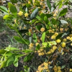 Acacia verniciflua (Varnish Wattle) at Albury - 22 Sep 2021 by Darcy