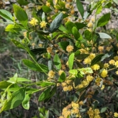 Acacia verniciflua (Varnish Wattle) at Thurgoona, NSW - 22 Sep 2021 by Darcy