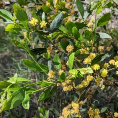 Acacia verniciflua (Varnish Wattle) at Albury - 22 Sep 2021 by Darcy