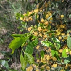 Acacia verniciflua at Thurgoona, NSW - 22 Sep 2021 12:05 PM